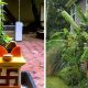 vastu-tips-for-banana-tree-best-direction-for-banana-tree