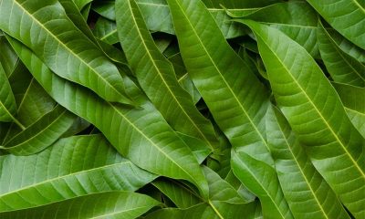 why-only-mango-leaves-are-used-in-worship
