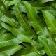 why-only-mango-leaves-are-used-in-worship