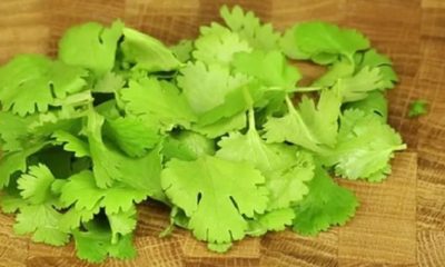 Prepare green salt with coriander at home in this way, the taste will shine when eaten