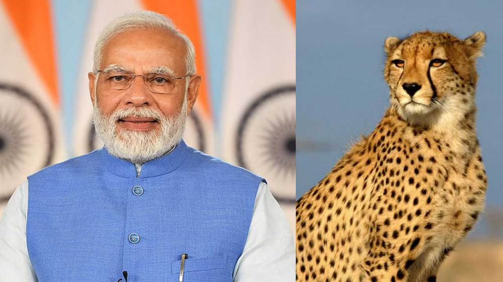 PM Modi spreads lies in the name of Cheetah: Shaktisinh Gohil alleges