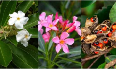 most-poisonous-plants-in-the-world