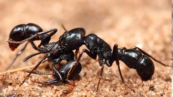 scientists-have-counted-how-many-ants-are-there-in-the-world