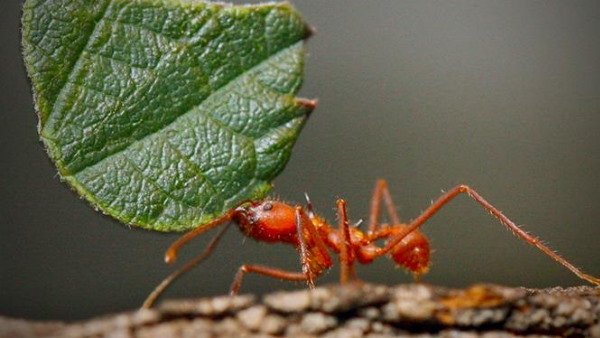 scientists-have-counted-how-many-ants-are-there-in-the-world