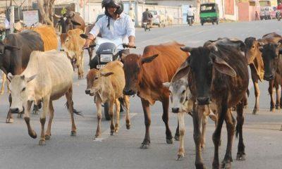 the-torture-of-stray-cattle-in-bhavnagar-is-still-ongoing-a-middle-aged-man-died-after-being-run-over-by-cattle