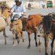 the-torture-of-stray-cattle-in-bhavnagar-is-still-ongoing-a-middle-aged-man-died-after-being-run-over-by-cattle