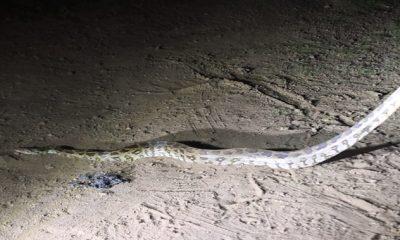 The giant python was handed over to the forest department by local people from a farm on Gautameshwar Road in Sihore.