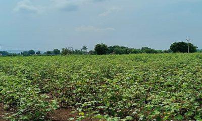 celestial calamity; Due to continuous rainy conditions in the district including Sihore, the Kharif crop will deteriorate