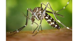 Heavy infestation of flies and mosquitoes in Sihore city due to lack of regular cleaning