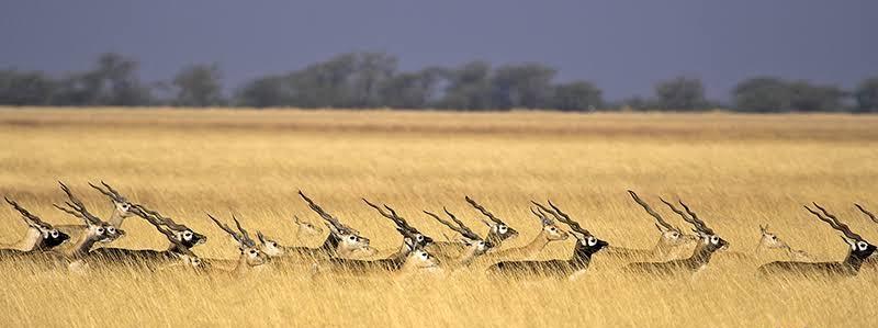 Kaliyar National Park at Velavadar will be opened for visitors from October 15