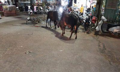 Bulls rampage in Sehore's main market: Damage to several bike shops