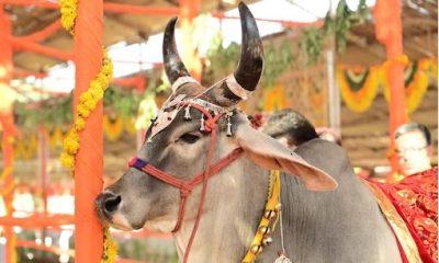 International cow worship festival is being held in this city of Gujarat! Find out what their purpose is