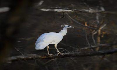 White Peacock
