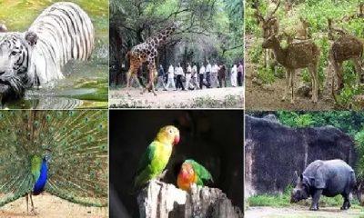 must-visit-these-famous-zoo-in-india-once-with-children