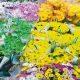 in-the-district-including-sihore-the-prices-of-various-types-of-flowers-were-booming