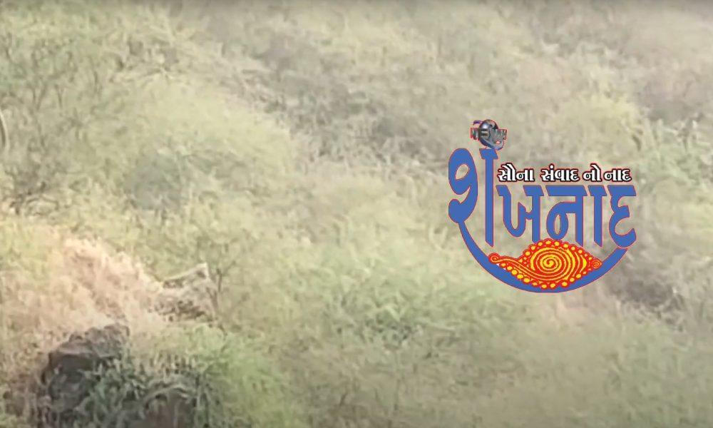 Leopard camp around Shihori Mata hill Leopard Antidote | Fear in people Demand to cage leopards