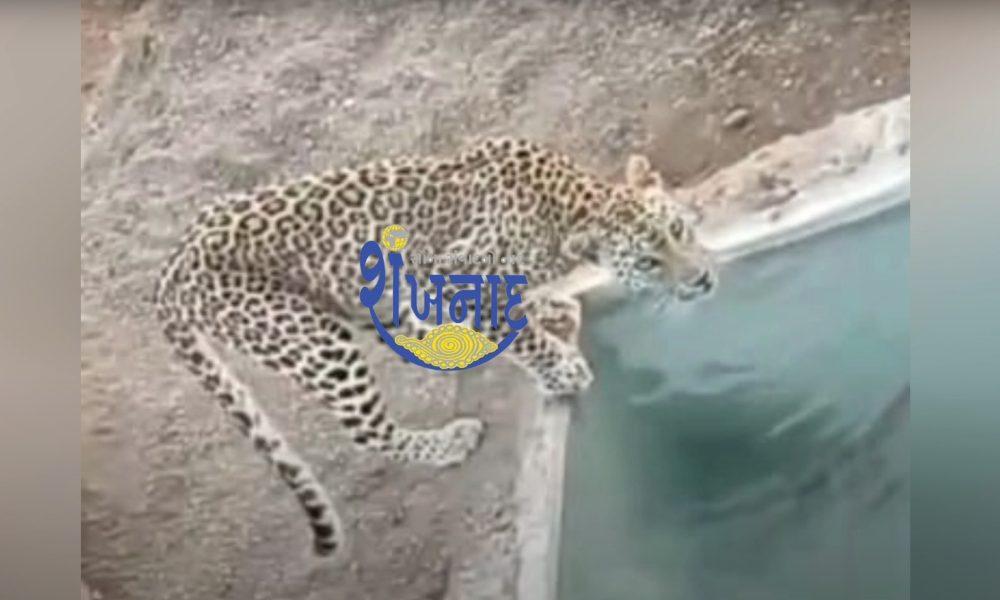 Leopard care in Sihore Demand for caged leopards Appeal to Forest Department