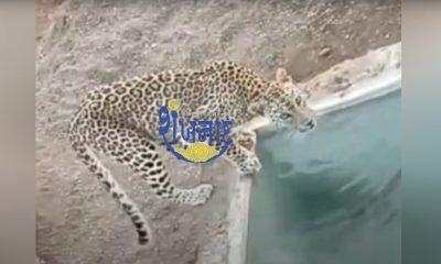 Leopard care in Sihore Demand for caged leopards Appeal to Forest Department