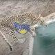 Leopard care in Sihore Demand for caged leopards Appeal to Forest Department