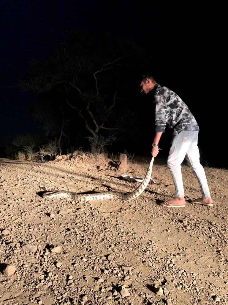 A 7-feet-long giant python emerged from the wadi of Dhrupka village near Sihore, people panicked.