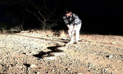 A 7-feet-long giant python emerged from the wadi of Dhrupka village near Sihore, people panicked.