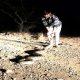 A 7-feet-long giant python emerged from the wadi of Dhrupka village near Sihore, people panicked.