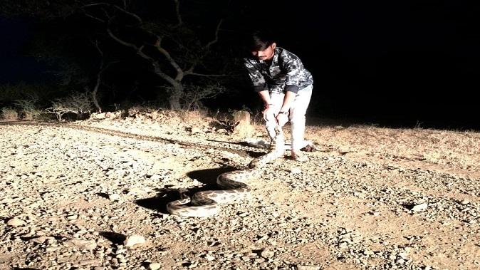 A 7-feet-long giant python emerged from the wadi of Dhrupka village near Sihore, people panicked.