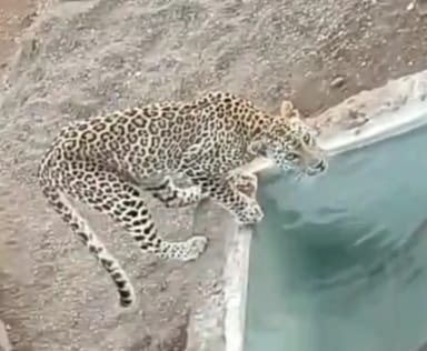 in-the-lap-of-the-hills-of-sihore-the-leopards-crouch-a-walk-on-a-clear-day-gautameshwar-road-drank-water-in-hawada