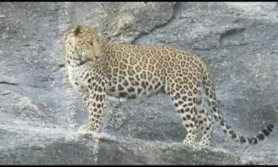 in-the-lap-of-the-hills-of-sihore-the-leopards-crouch-a-walk-on-a-clear-day-gautameshwar-road-drank-water-in-hawada