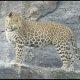 in-the-lap-of-the-hills-of-sihore-the-leopards-crouch-a-walk-on-a-clear-day-gautameshwar-road-drank-water-in-hawada