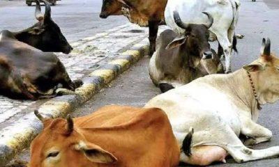 sihor-longs-for-a-solution-the-issue-of-stray-cattle-became-a-headache