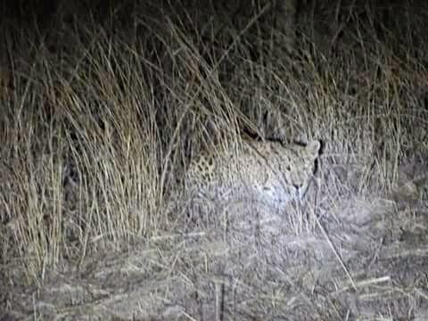 In Sihore, the forest department set up cages to catch the leopards