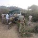 In Sihore, the forest department set up cages to catch the leopards