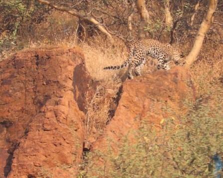 Leopard reappears in Sihor's Sihorimata hill boundary; Demand for cages