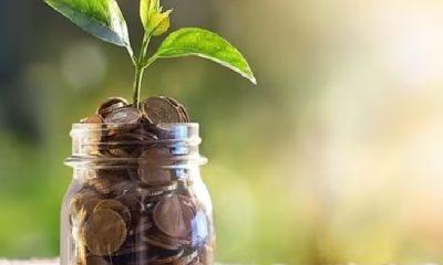 This plant will attract money like a magnet in the house! Know what are the rules of Vastu