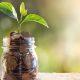 This plant will attract money like a magnet in the house! Know what are the rules of Vastu