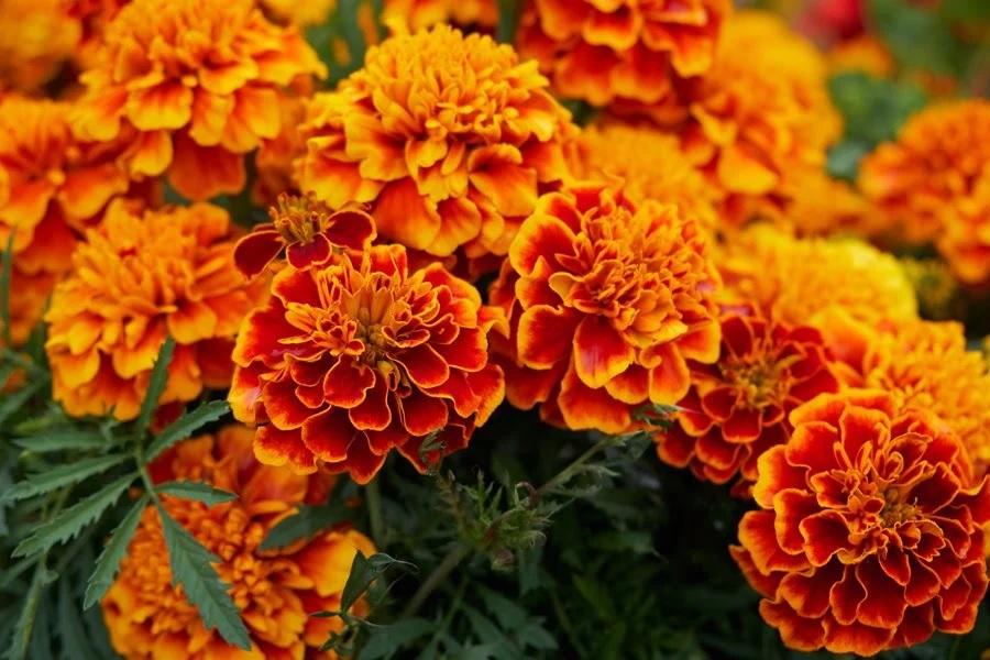 Offer marigold flower to these deities, there will be rain of wealth, it is considered auspicious to keep it in this direction of the house