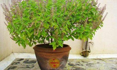 Plant a basil plant in this direction of the house, the treasury will be full of money