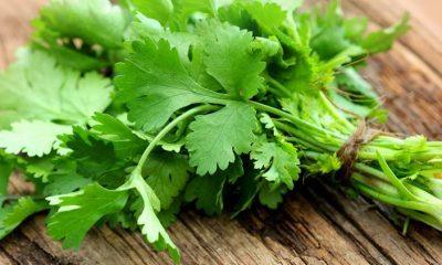 Health Tips: Coriander can lower cholesterol, know its other health benefits