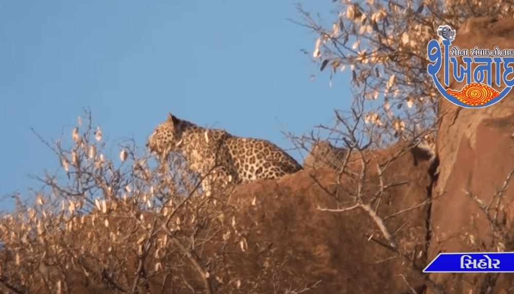 Wild animals have been roaming in the hilly as well as urban areas of Sihore for a long time now.