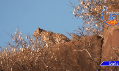 Wild animals have been roaming in the hilly as well as urban areas of Sihore for a long time now.