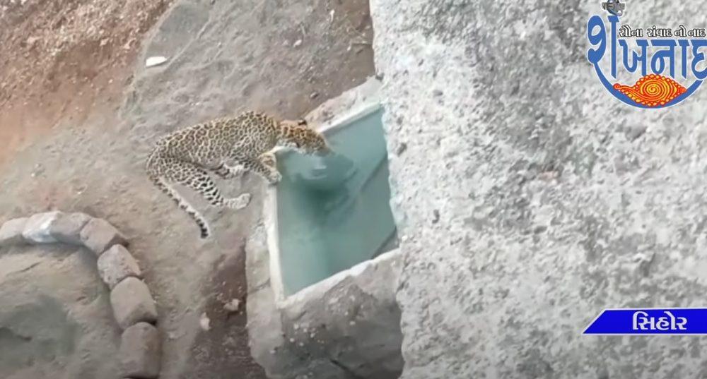 Dera Tambu Forest Department of leopard family in Sihore town put up cages at different places.