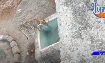 Dera Tambu Forest Department of leopard family in Sihore town put up cages at different places.