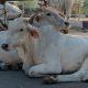 apart-from-bhavnagar-city-ghogha-also-filed-a-complaint-against-the-animal-owner