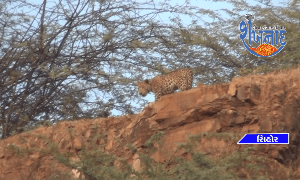 Forest Department Gambhir RFO Solanki visited Sihore hilly area to cage Sihore leopards.