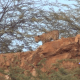 Forest Department Gambhir RFO Solanki visited Sihore hilly area to cage Sihore leopards.