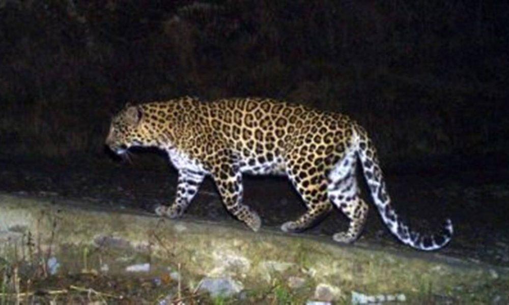 Leopard torture continues in Sihore: Late night fog entered the area's society
