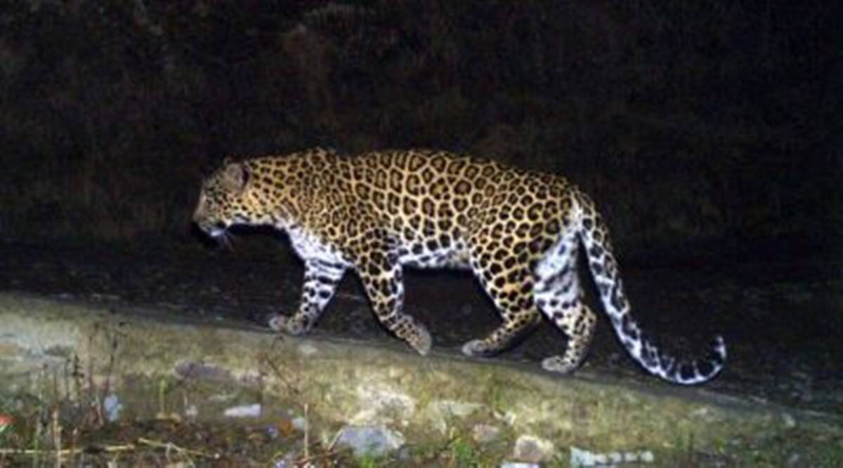 Leopard torture continues in Sihore: Late night fog entered the area's society