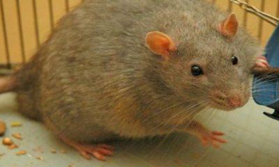 The government released the job of catching mice, you will get 1.3 crore salary