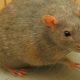 The government released the job of catching mice, you will get 1.3 crore salary